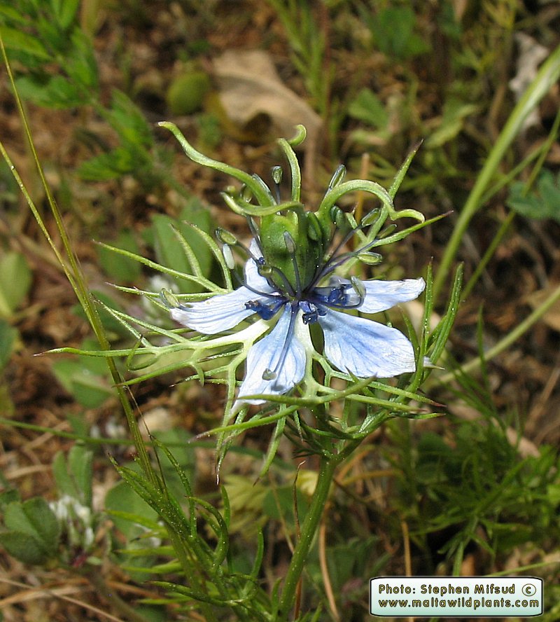 Nigella Damascena Love in a mist MaltaWildPlants The Online 